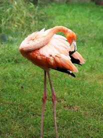 火烈鸟图
