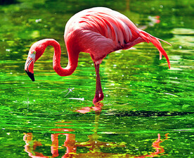 火烈鸟图