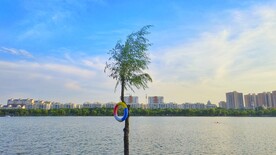 傍晚河边的柳树