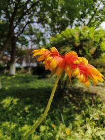 天人菊花朵素材