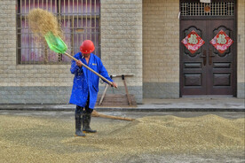 农民丰收晒粮食