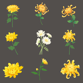 秋天金色菊花雏菊