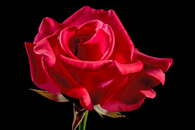红玫瑰