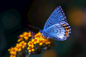 蓝色蝴蝶
