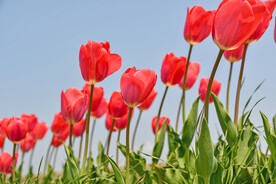 红色郁金香