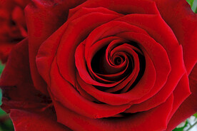 红玫瑰