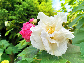 植物 花木 芙蓉花 木芙蓉 拒