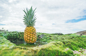 菠萝