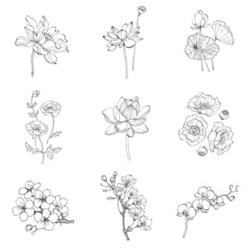 黑白简约荷花花朵线稿线条轮廓