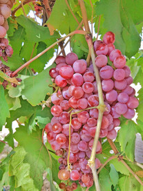 葡萄