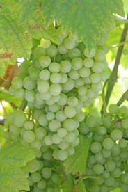 青葡萄
