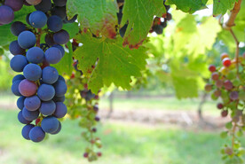 葡萄