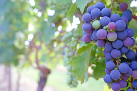 葡萄