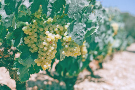 葡萄