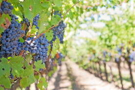 葡萄