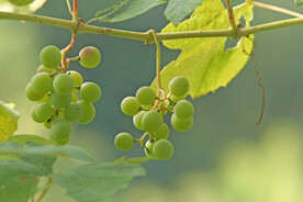 葡萄