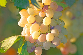 葡萄