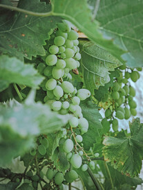 葡萄
