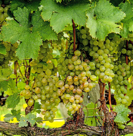 葡萄
