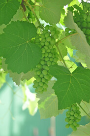 葡萄