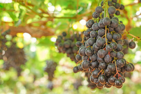 葡萄