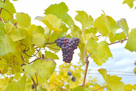 葡萄