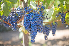 葡萄