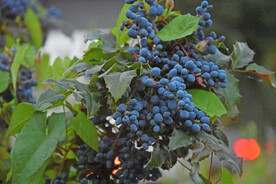 紫葡萄
