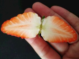 切开草莓