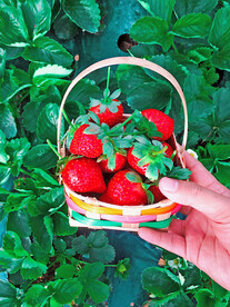一篮草莓