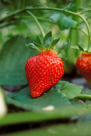 草莓
