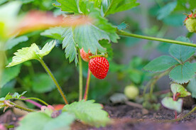 草莓