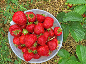 一盘草莓
