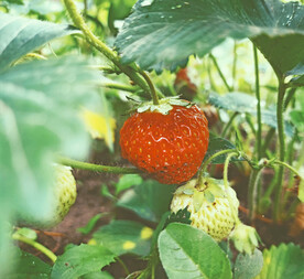 草莓