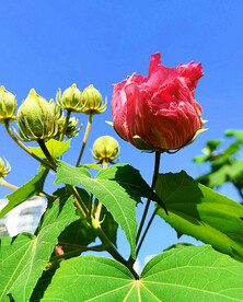 芙蓉花开
