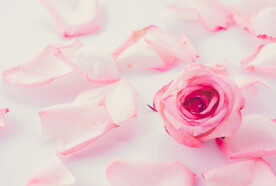 粉色玫瑰花瓣