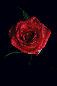 红玫瑰