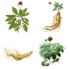 中药药材草药人参西洋参