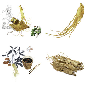 中药药材草药人参西洋参