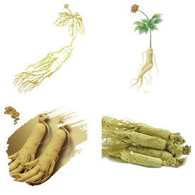 中药药材草药人参西洋参