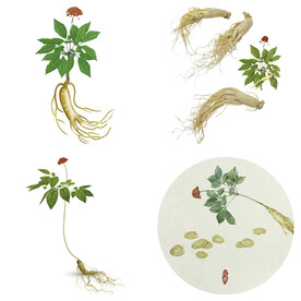 中药药材草药人参西洋参