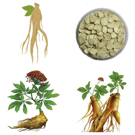 中药药材草药人参西洋参