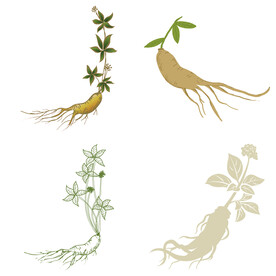 中药药材草药人参西洋参