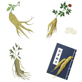 中药药材草药人参西洋参