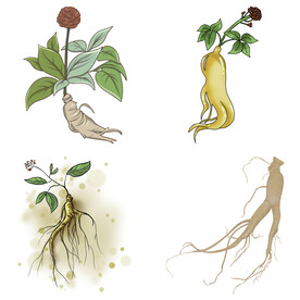 中药药材草药人参西洋参