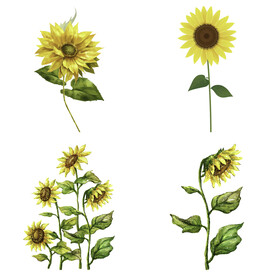 可爱卡通手绘向日葵太阳花