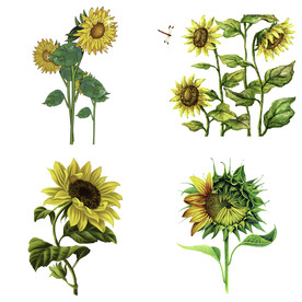 可爱卡通手绘向日葵太阳花