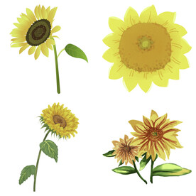 可爱卡通手绘向日葵太阳花