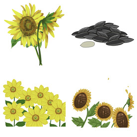 可爱卡通手绘向日葵太阳花