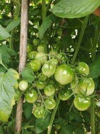 种番茄 西红杮 小番茄 